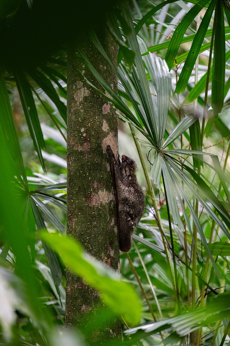 Letucha malajská // Malayan flying lemur (Galeopterus variegatus)